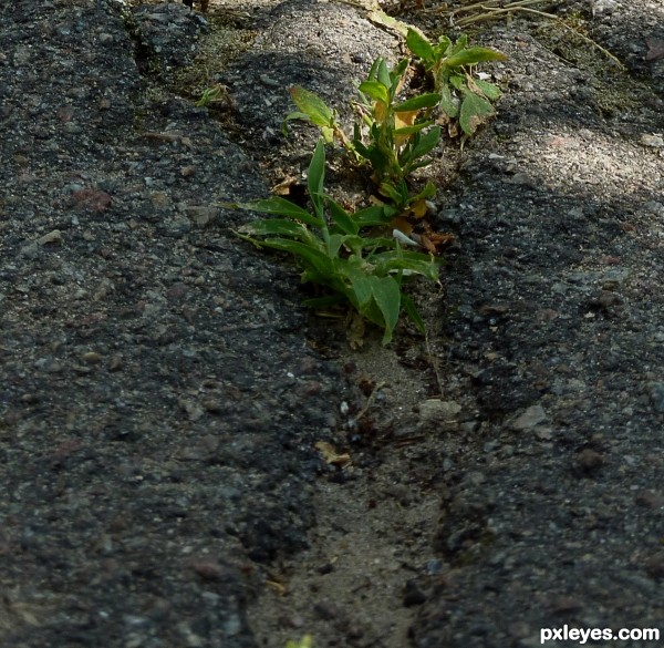 Grass through the pavement 